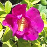 ROSA RUGOSA RUBRA ®