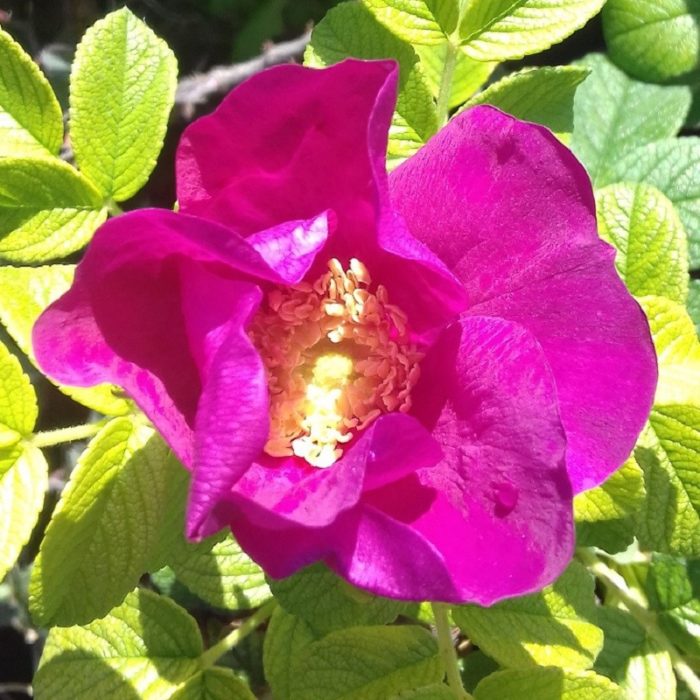 ROSA RUGOSA RUBRA ®