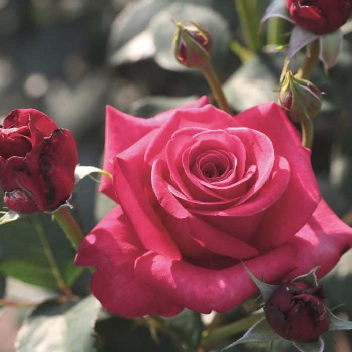 CRAZY PINK VOLUPTIA ®