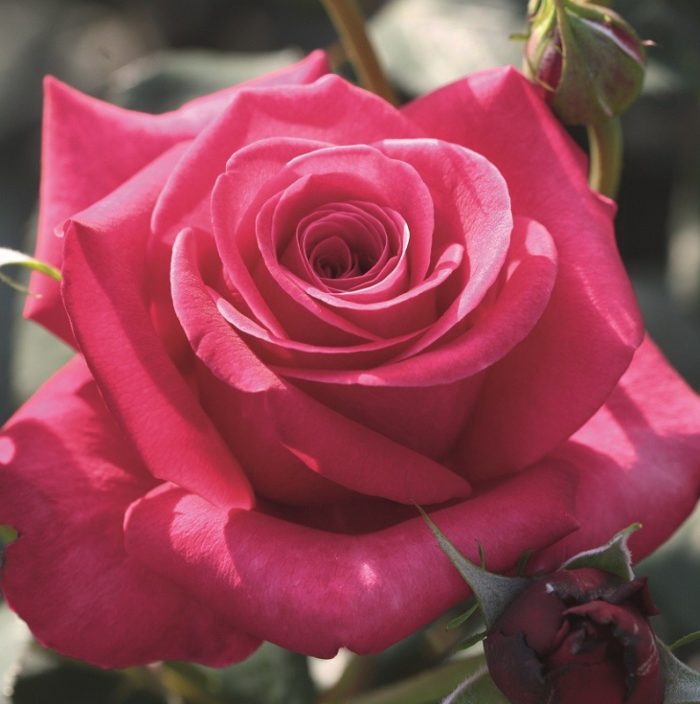 CRAZY PINK VOLUPTIA ®