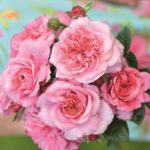 PINK VOLUPTIA ®