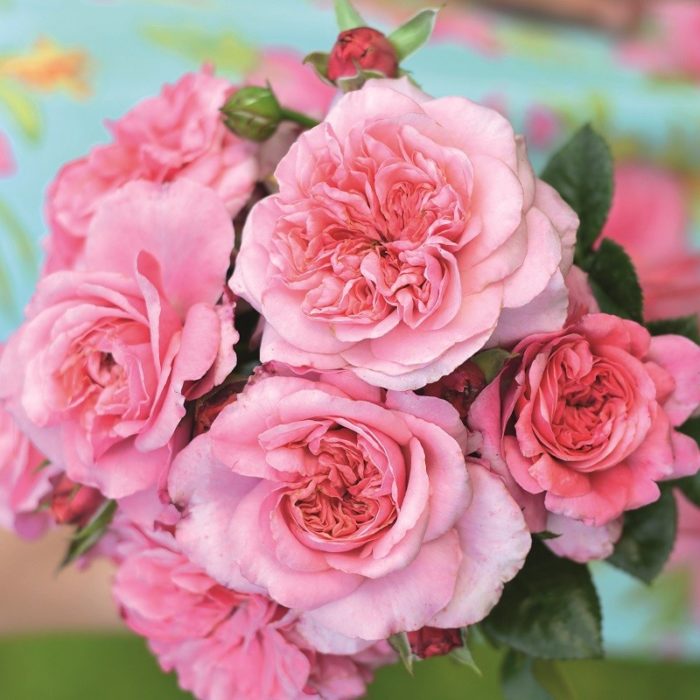 PINK VOLUPTIA ®