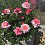 PINK VOLUPTIA ®