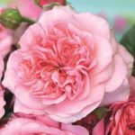 PINK VOLUPTIA ®