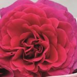 PURPLE VOLUPTIA ®