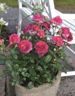 PURPLE VOLUPTIA ®