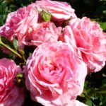 Princesse Gabriella de Monaco ®