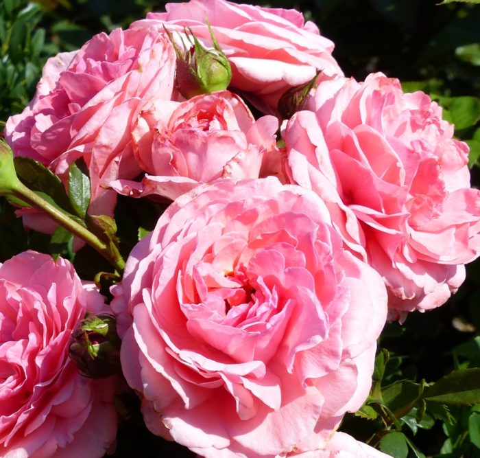 Princesse Gabriella de Monaco ®