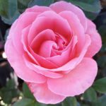 PRINCESSE GABRIELLA DE MONACO ®