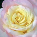 Mme A.MEILLAND ®