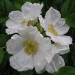 ROSA RUGOSA ALBA ®
