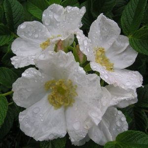 ROSA RUGOSA ALBA ®