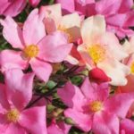 ROSA CHINENSIS MUTABILIS ®