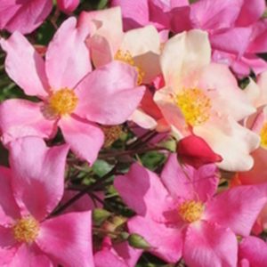 ROSA CHINENSIS MUTABILIS ®