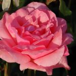 QUEEN ELISABETH ®