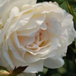 WHITE QUEEN ELISABETH ®
