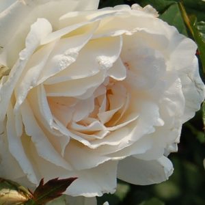 WHITE QUEEN ELISABETH ®