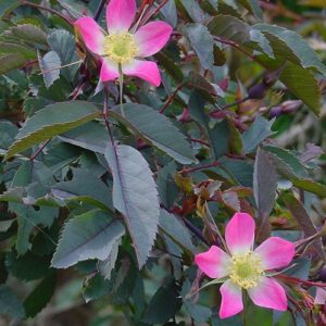 ROSA GLAUCA ®