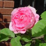 COMTE DE CHAMBORD ®
