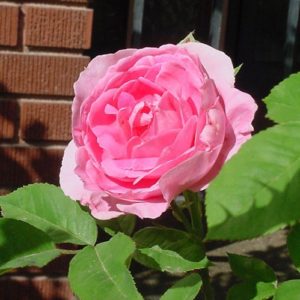 COMTE DE CHAMBORD ®