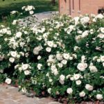 ASPIRIN ROSE ®