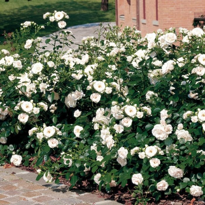 ASPIRIN ROSE ®