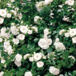 ASPIRIN ROSE ®