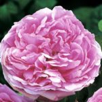 COMTE DE CHAMBORD ®