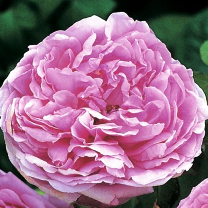 COMTE DE CHAMBORD ®
