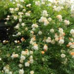GHISLAINE DE FELIGONDE ® grimpant