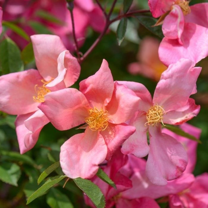 ROSA CHINENSIS MUTABILIS