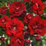 ROSE DE FLEURIE ®