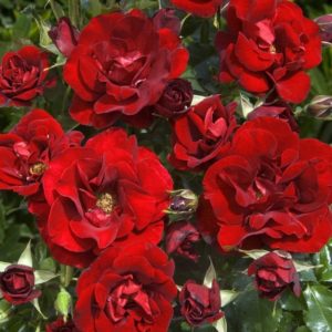 ROSE DE FLEURIE ®