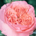 ROSE DE CORNOUAILLES ®
