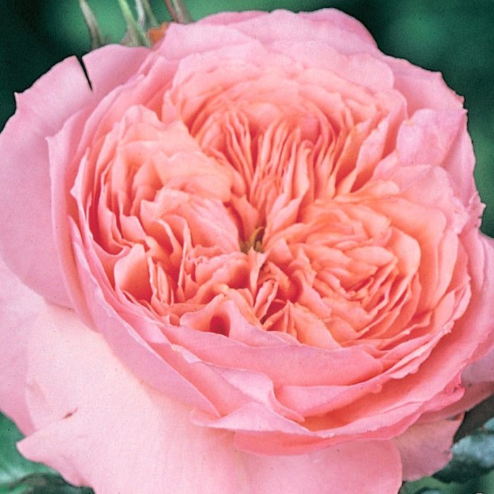 ROSE DE CORNOUAILLES ®