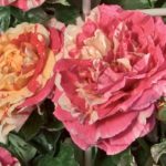 VANILLE-FRAISE ® grimpant