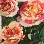 VANILLE-FRAISE ® grimpant