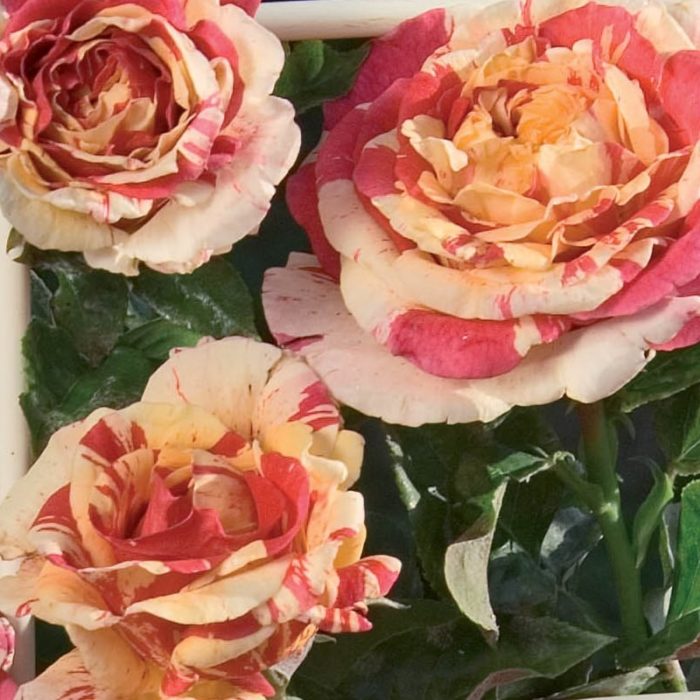 VANILLE-FRAISE ® grimpant
