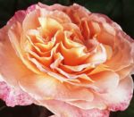 FOX TROT ®
