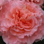 FOX TROT ®