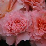 FOX TROT ®