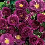 RHAPSODY IN BLUE ®