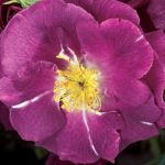 RHAPSODY IN BLUE ®