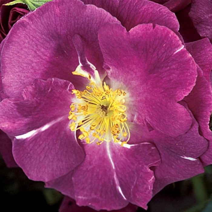 RHAPSODY IN BLUE ®