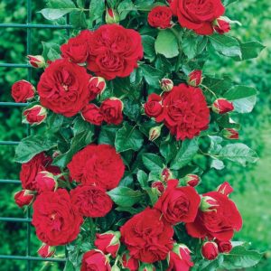 CUMBERLAND ® grimpant