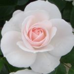 ASPIRIN ROSE ®