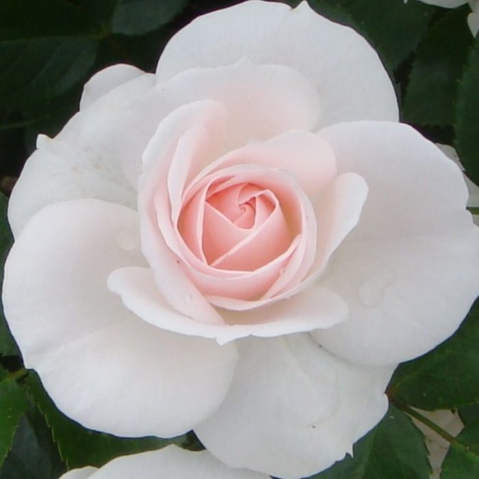 ASPIRIN ROSE ®