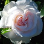 ASPIRIN ROSE ®