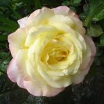 Mme A. MEILLAND