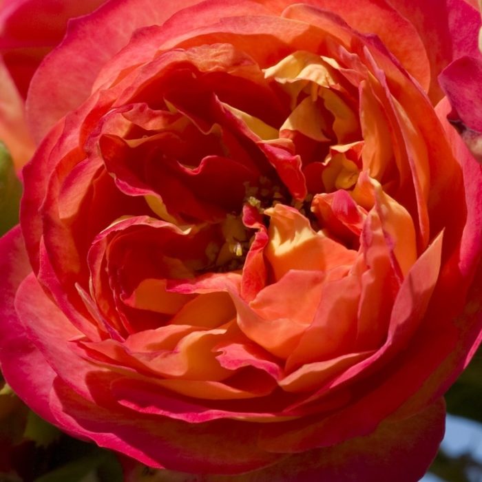 BABY ROMANTICA ® grimpant